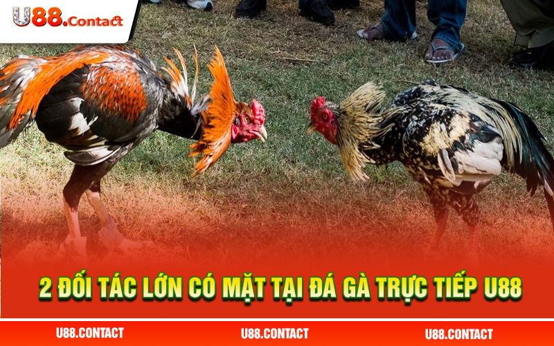 WS168 tại sảnh đá gà trực tiếp U88 luôn có độ phổ biến cao