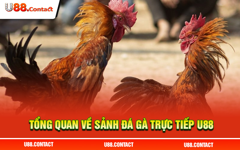 Giới thiệu hình thức đá gà trực tiếp mới tại U88