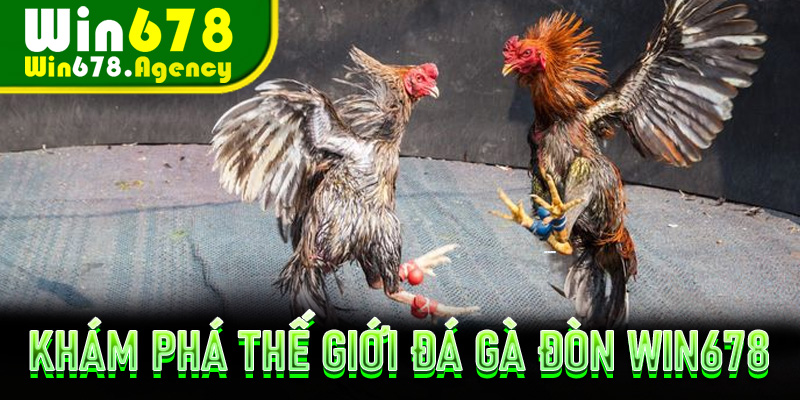 Khám Phá Thế Giới Đá Gà Đòn Win678