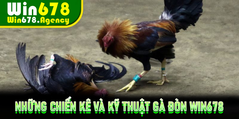 Những chiến kê và kỹ thuật gà đòn Win678 chuẩn