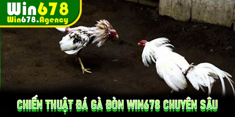 Chiến thuật Đá Gà Đòn Win678 chuyên sâu thắng lớn