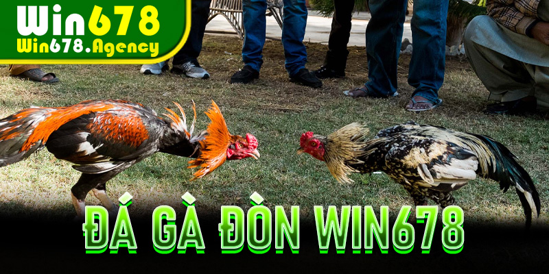 Đá Gà Đòn Win678